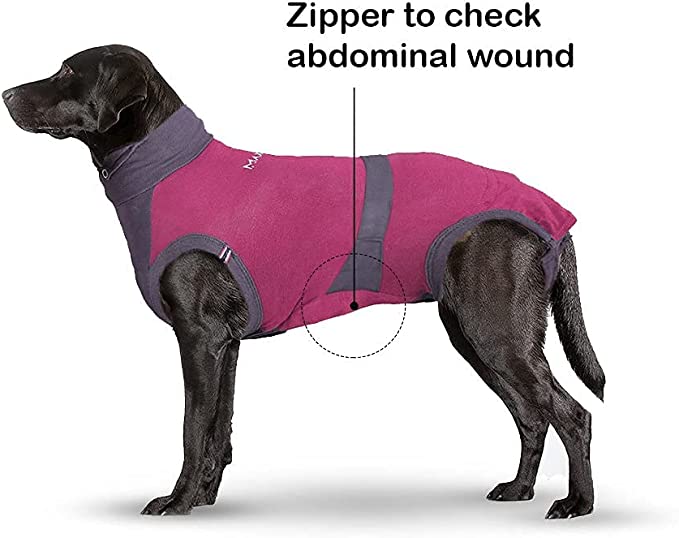 Best Dog Recovery Suit After Spay: Amazing Abdominal Zipper Edition (2023)  - MAXX Medical Pet Clothing